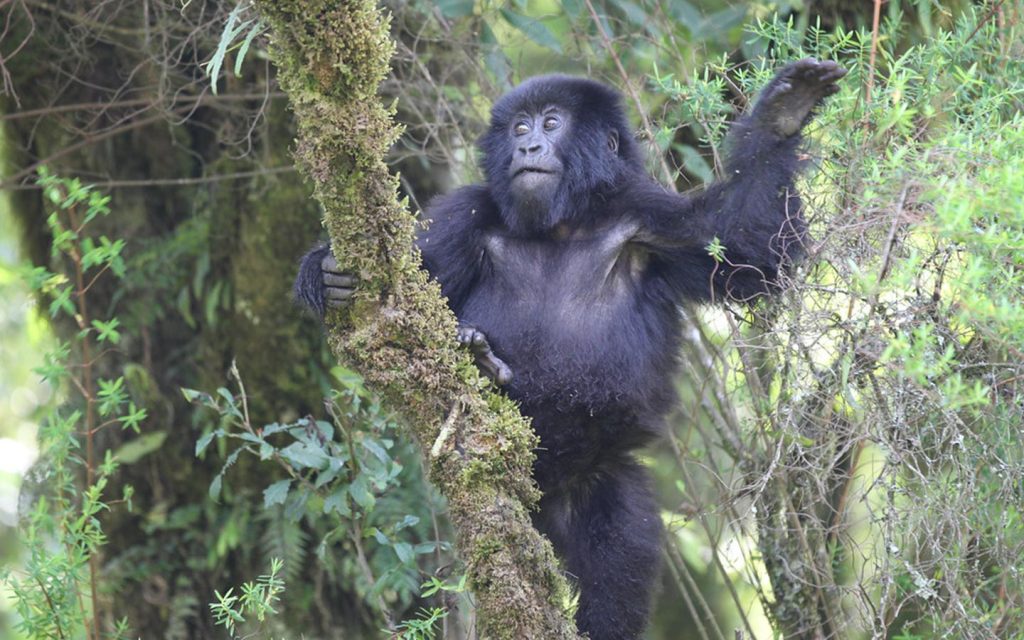 Gorilla Safari